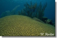 Brain Coral