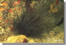 Spiny Urchin